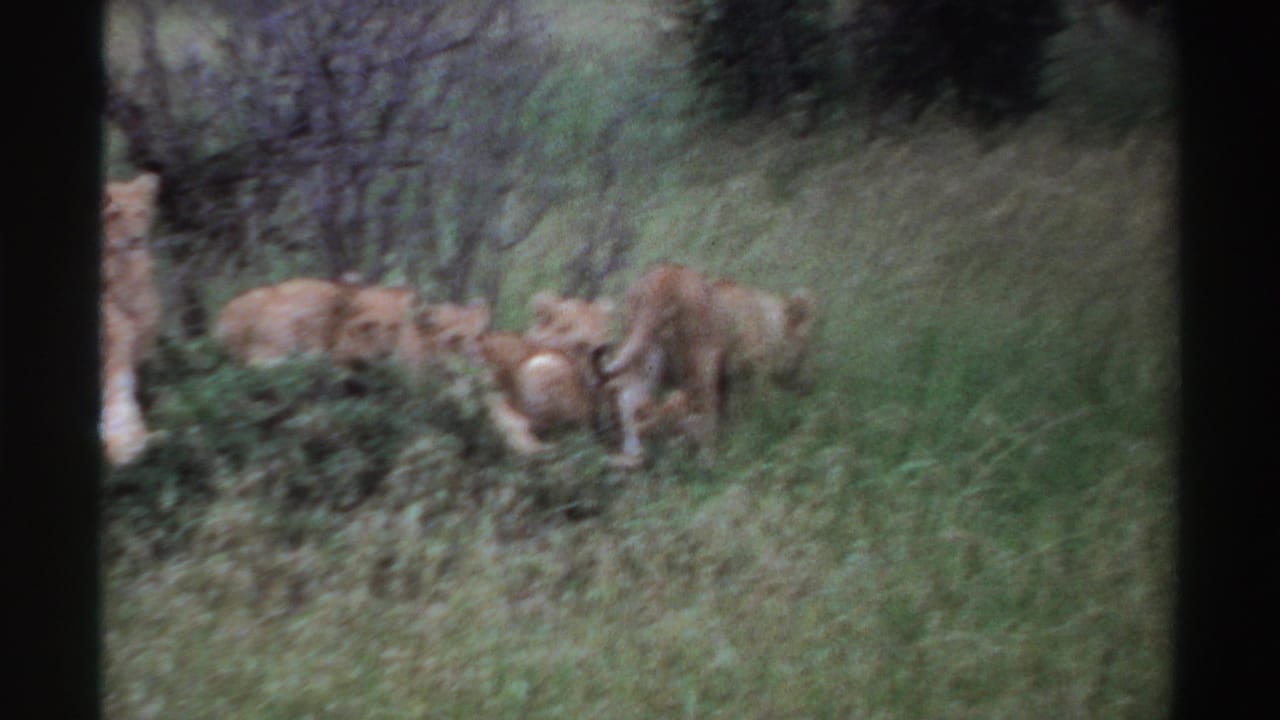 1969 Nigeria 8mm frame with young lions spread across grass and brush, one seen from behind as others remain low.