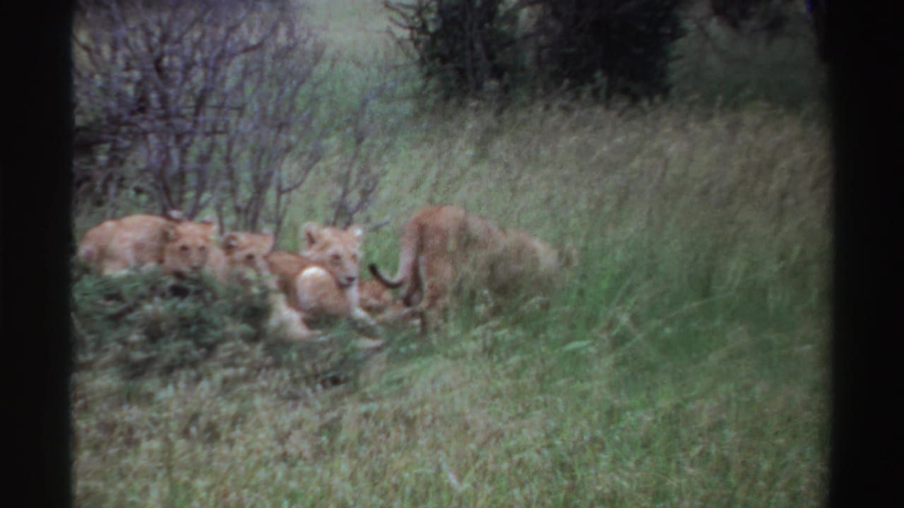 Lion cubs resting in tall grass beside low shrubs.