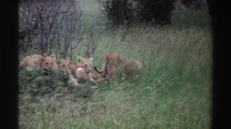 1969 Nigeria 8mm frame showing several young lions resting in tall grass and shrub cover.