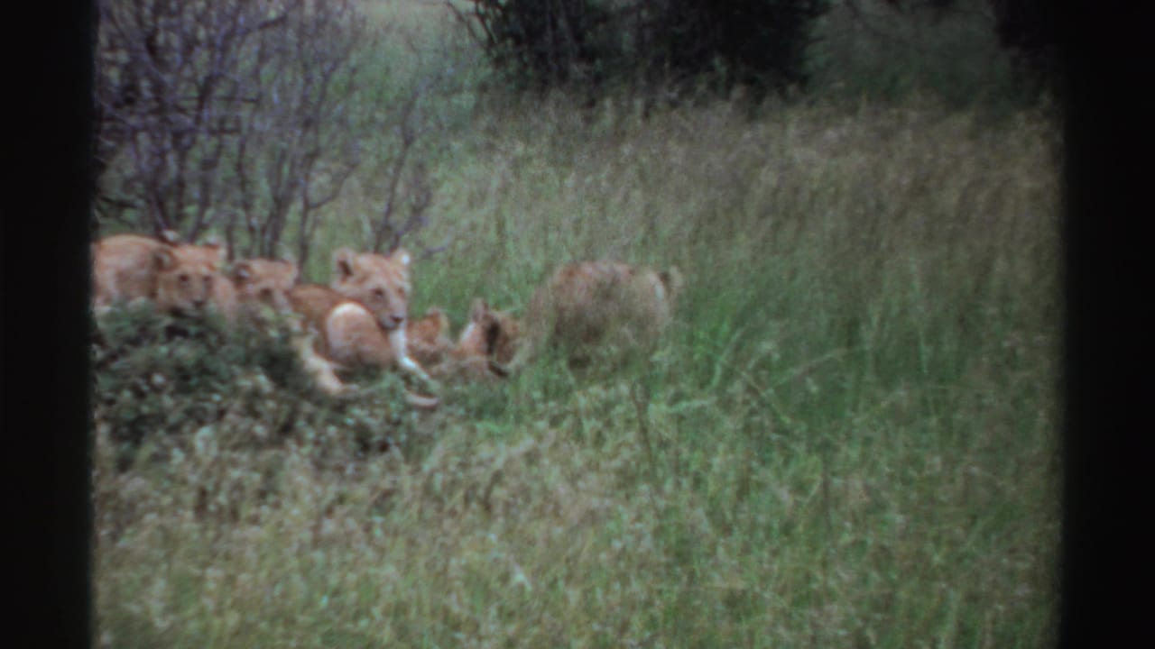 1969 Nigeria 8mm frame with young lions clustered around a low bush in tall grass.
