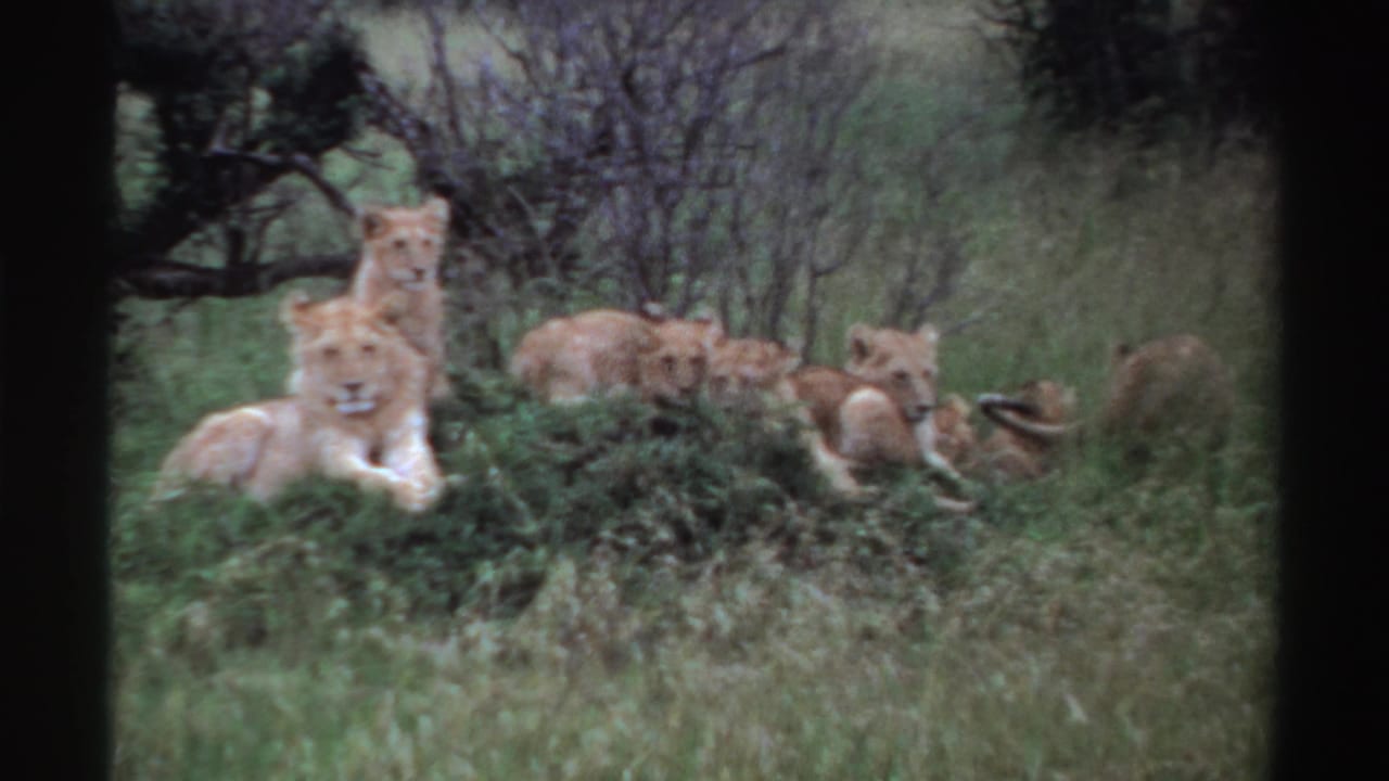 1969 Nigeria 8mm frame showing an alert lion cub in front of resting pride members.