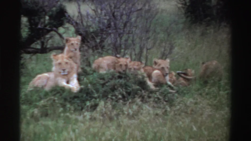 1969 Nigeria 8mm frame showing an alert lion cub in front of resting pride members.