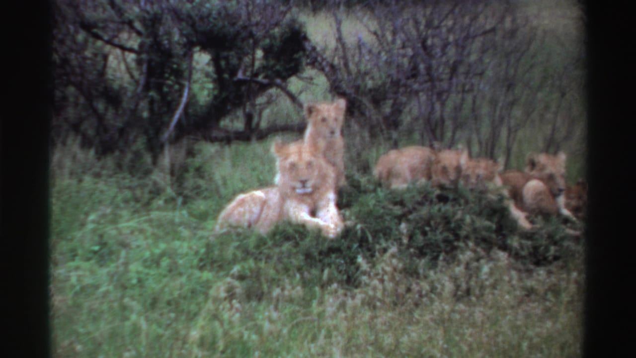 1969 Nigeria 8mm frame of a lion cub facing the camera as other lions rest in grass behind it.