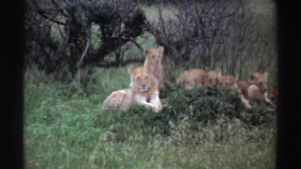 1969 Nigeria 8mm frame of a lion cub facing the camera as other lions rest in grass behind it.