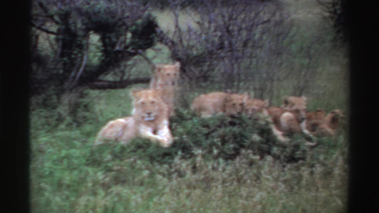 Lioness and cubs resting in tall grass beside low bushes.