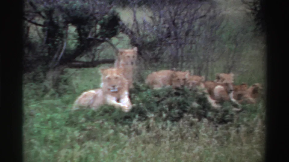 1969 Nigeria 8mm frame showing a lioness facing the camera while cubs rest in tall grass and brush nearby.