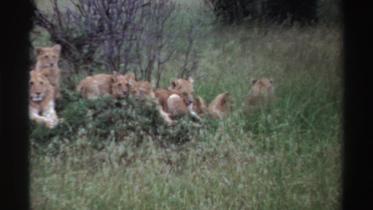 1969 Nigeria 8mm still showing a partly framed lioness at left and cubs lying in tall grass and brush.