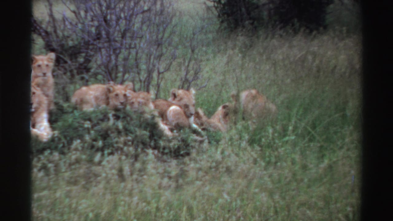 1969 Nigeria frame of lion cubs in green grass, with the lioness partly visible near the edge of the 8mm frame.