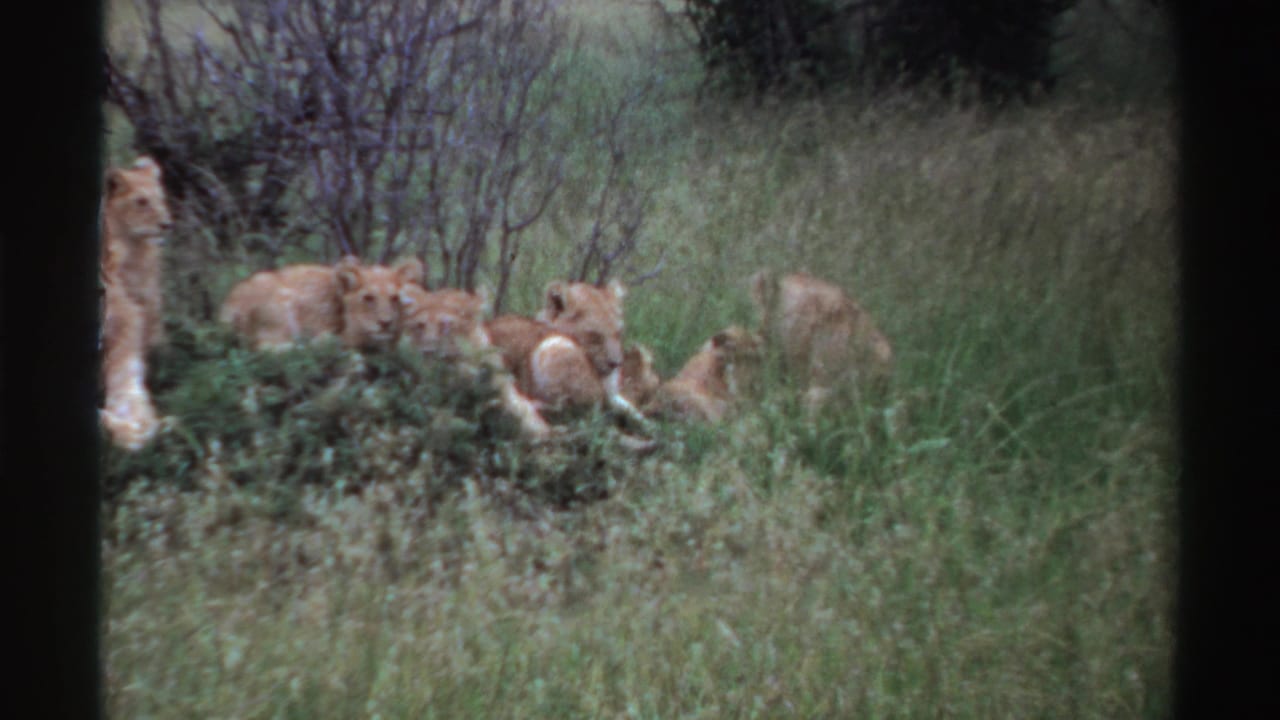 1969 Nigeria 8mm frame showing several lion cubs resting or clustered in tall grass near shrubs, with a larger lion partly visible at the edge.
