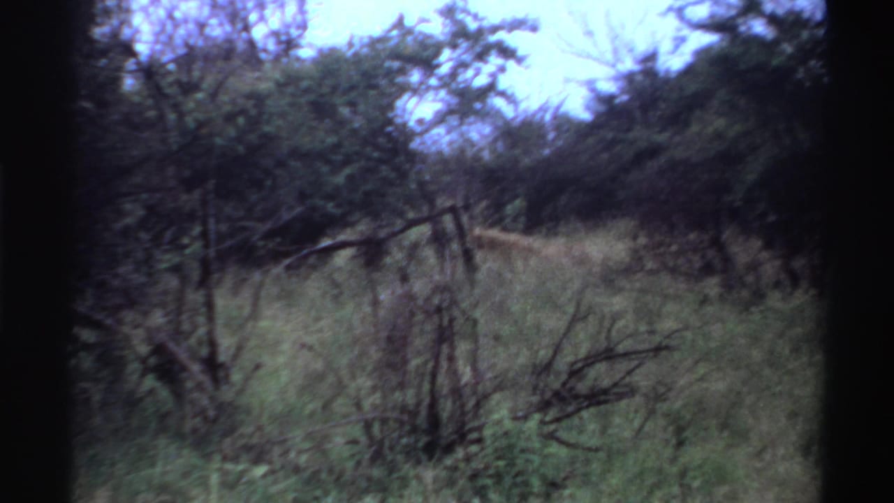 1969 Nigeria 8mm frame showing a grassy, shrub-filled area with a lion partly visible at mid-right among brush and trees.