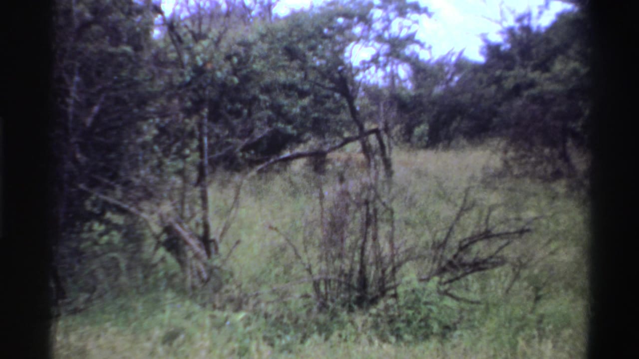 1969 Nigeria 8mm frame showing a wider view of tall grass, thorny shrubs, and trees after the lions move out of clear view.