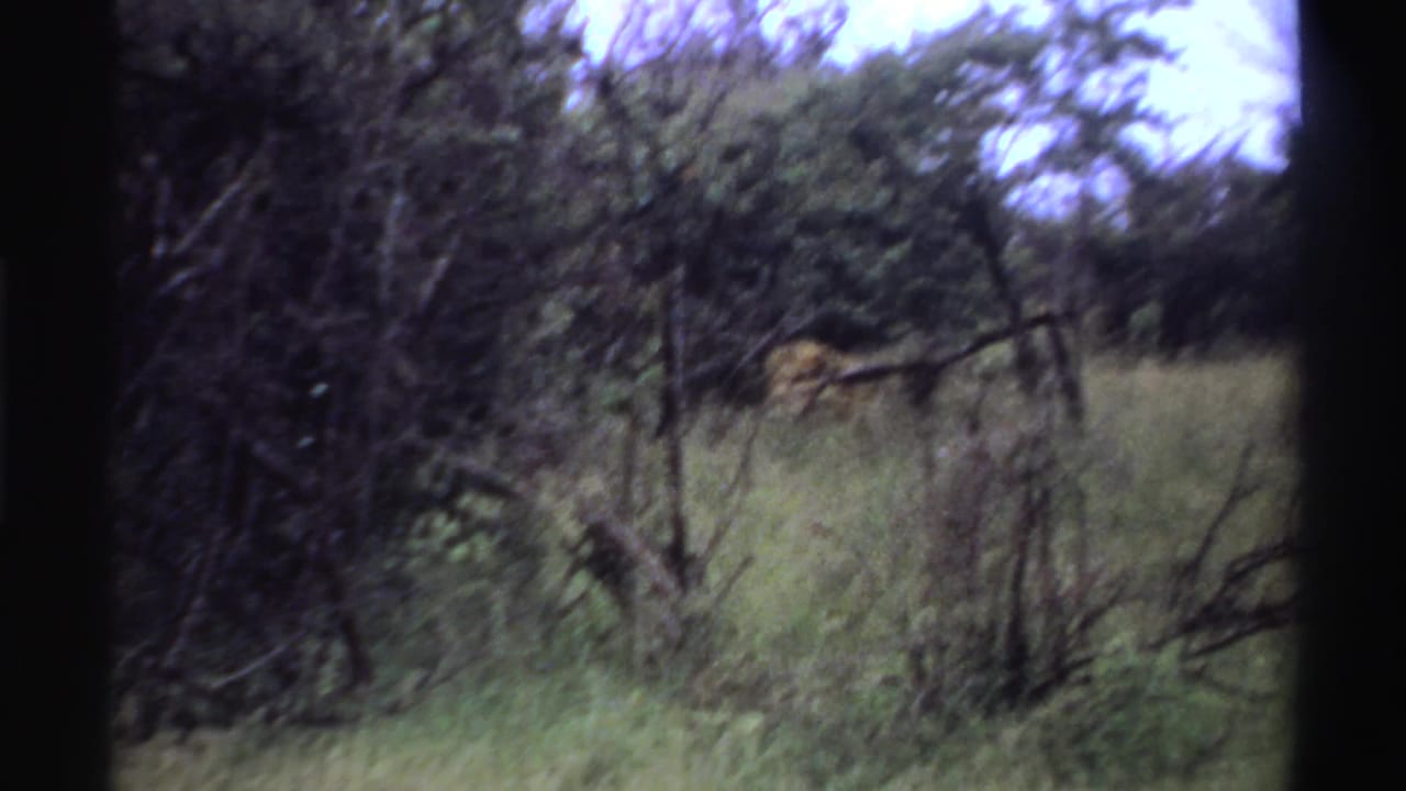 1969 Nigeria 8mm frame showing a lion partly obscured by tall grass and dark shrubs, with trees and pale sky behind.