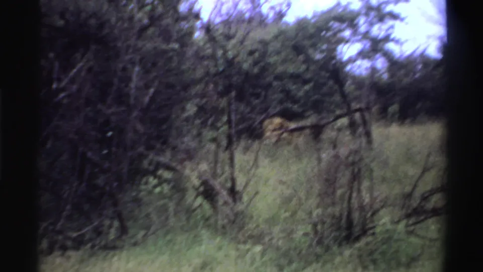 1969 Nigeria 8mm frame showing a lion partly obscured by tall grass and dark shrubs, with trees and pale sky behind.