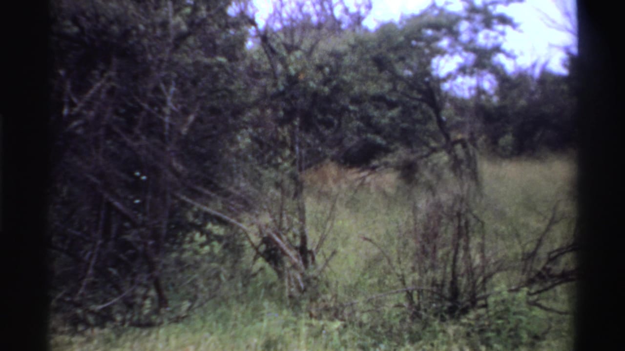 Lion partly hidden in grass and branches beneath dense green trees.