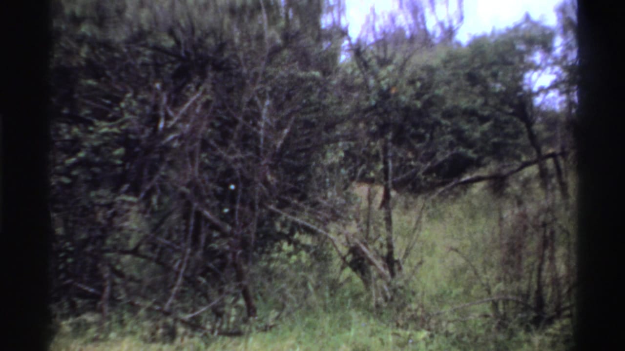 1969 Nigeria 8mm frame with the lion mostly hidden by brush, grass, and overhanging green trees.