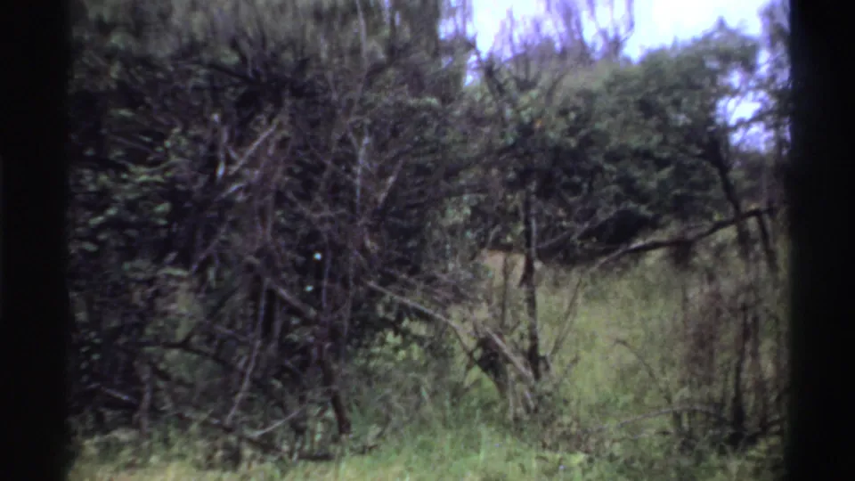 1969 Nigeria 8mm frame with the lion mostly hidden by brush, grass, and overhanging green trees.