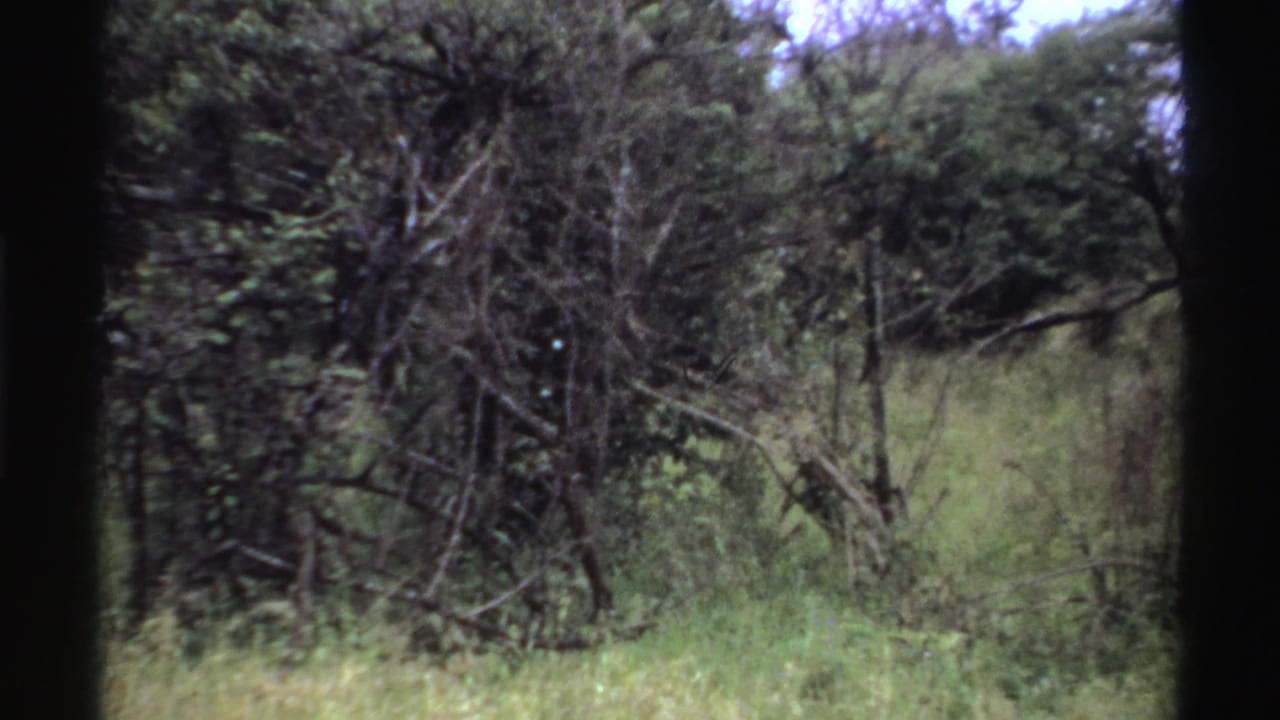 1969 Nigeria 8mm frame showing dense shrubs and grass where the lion is difficult to distinguish behind branches.