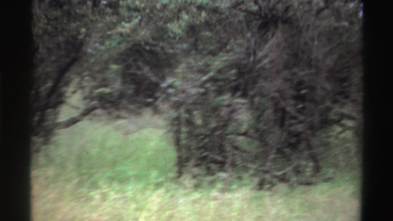 1969 Nigeria 8mm frame with motion blur, tall grass, tangled brush, and the lion largely obscured by vegetation.