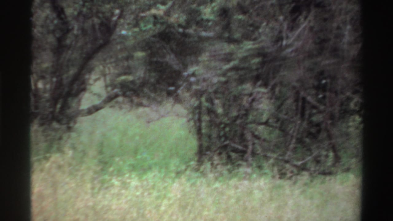 Tall grass and dense trees in a sunlit wooded landscape.