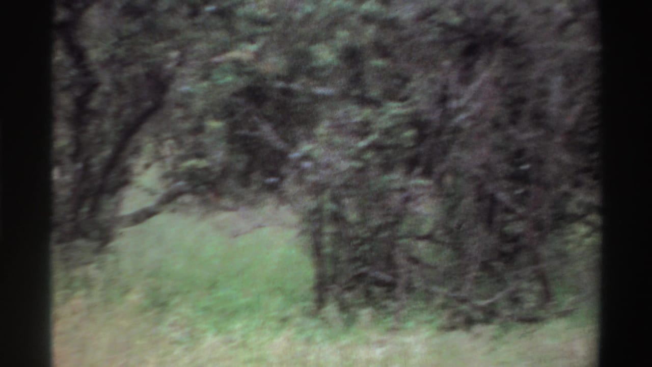 1969 Nigeria home-movie frame with a grassy clearing, tangled shrubs, and dark tree cover.