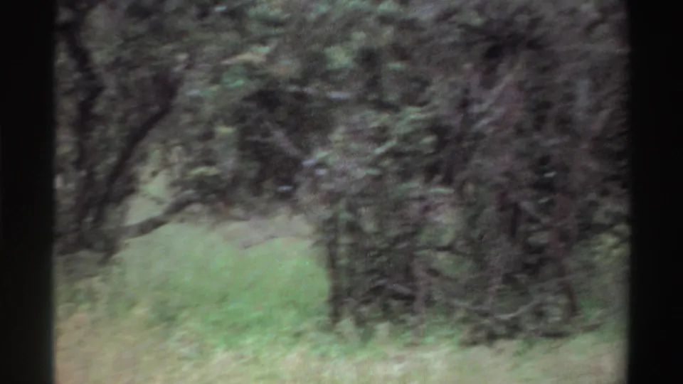 1969 Nigeria home-movie frame with a grassy clearing, tangled shrubs, and dark tree cover.