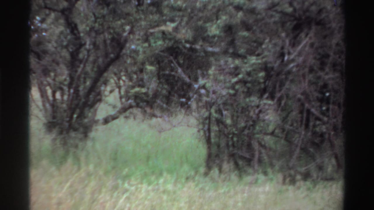Soft 8mm view of Nigerian grasses and wooded shrubs, with dark trunks partly obscured by foliage.