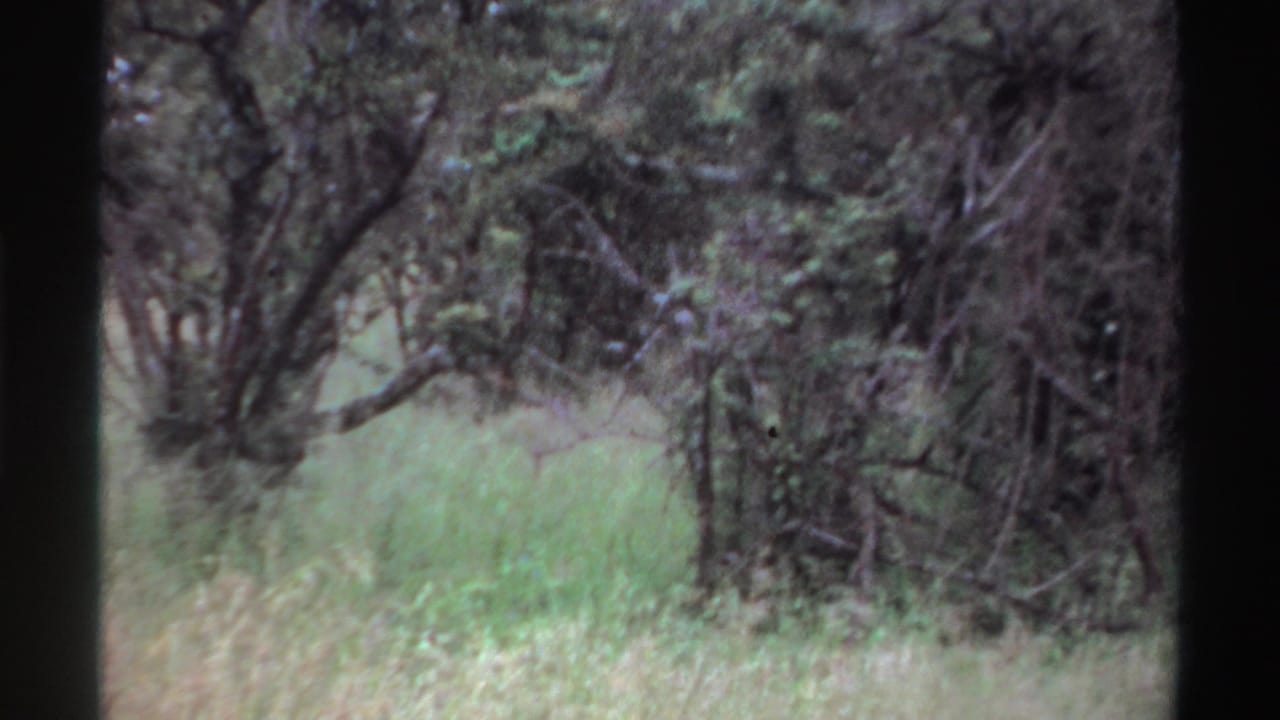 1969 Nigeria 8mm frame showing bright grass in front of a thick, shadowed stand of trees and shrubs.