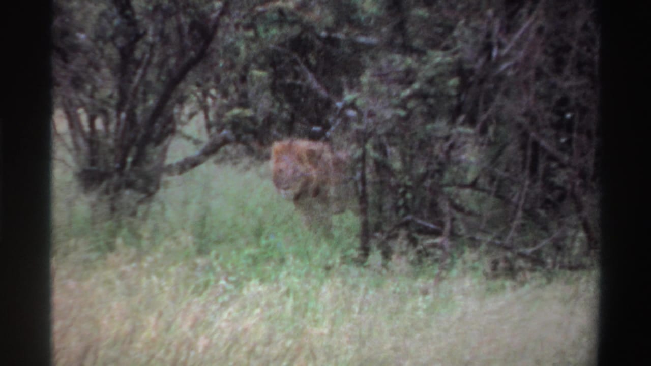 Male lion partly hidden in green brush and tall grass.