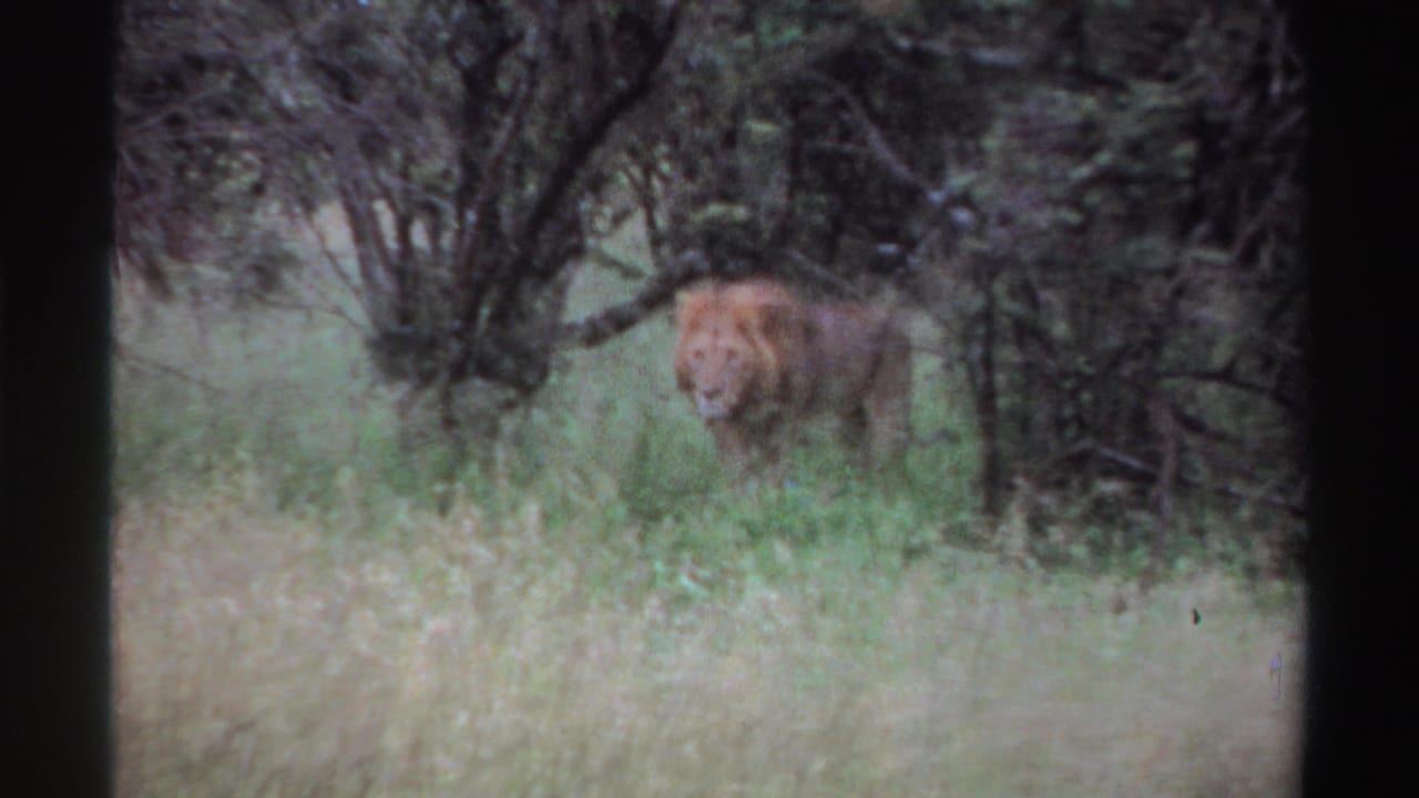 Male lion stands near dense trees and grass in vintage Nigeria 8mm footage from 1969.