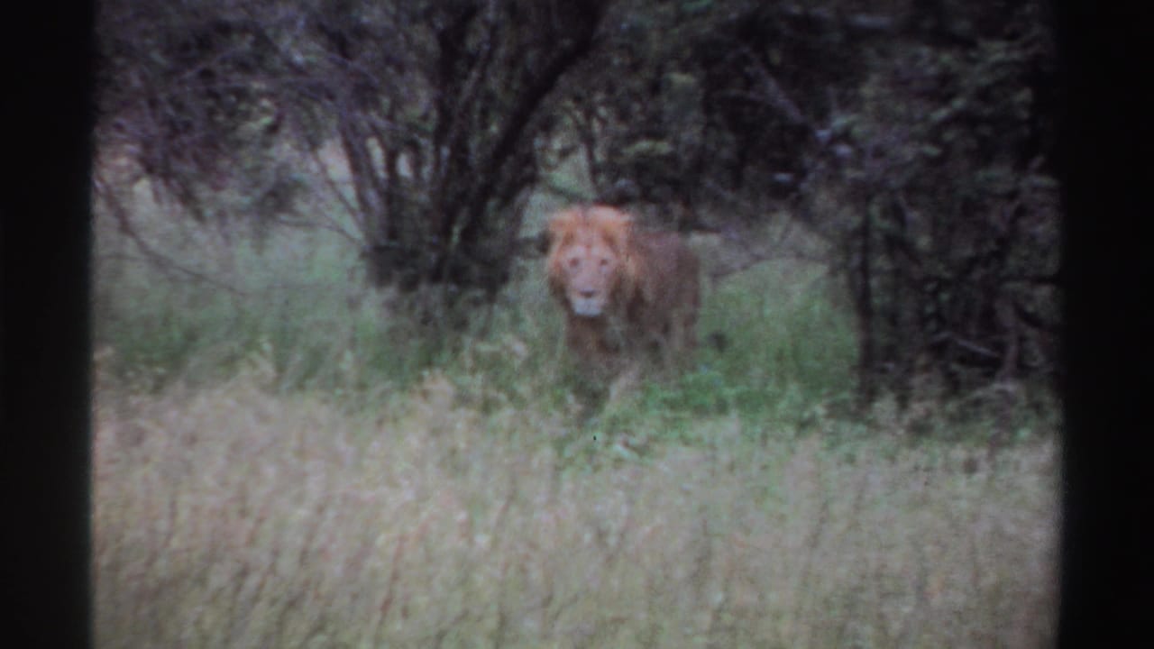 Male lion walks toward the camera through tall grass in 1969 Nigeria home-movie footage.
