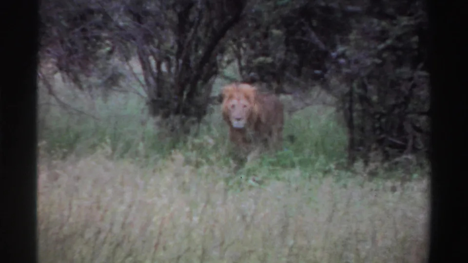 Male lion walks toward the camera through tall grass in 1969 Nigeria home-movie footage.