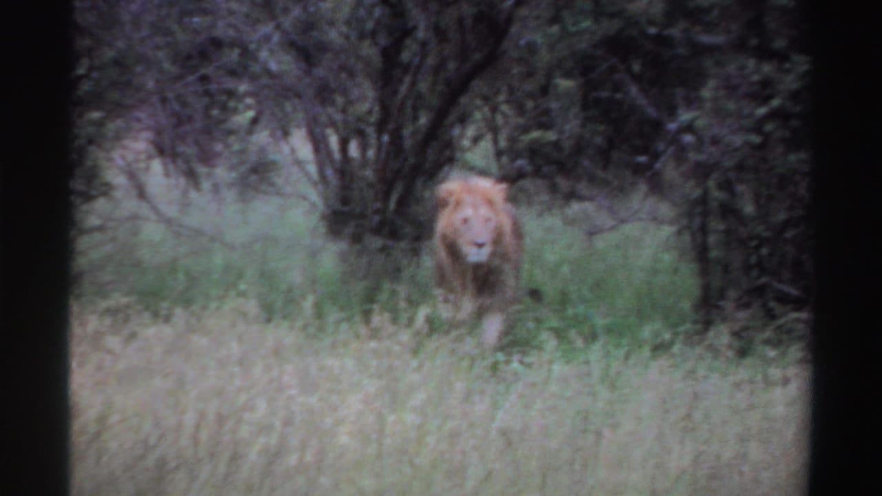 Male lion faces the camera in tall grass, with brush and trees behind, in vintage Nigeria 8mm footage.