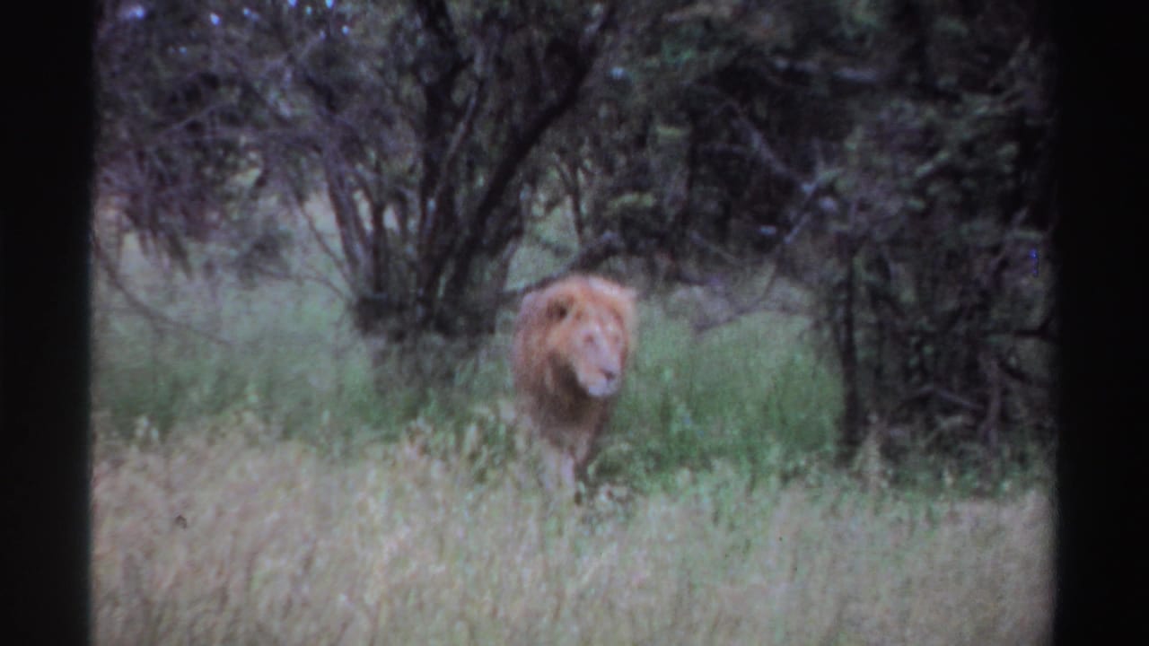 Male lion partly visible in tall grass near dark trees.