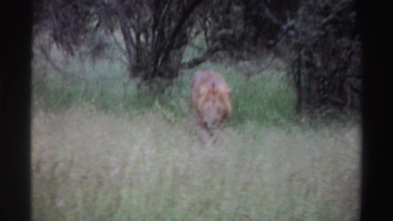 The male lion moves toward the camera through pale grass, with dark leafy trees behind it in the Nigerian wildlife scene.