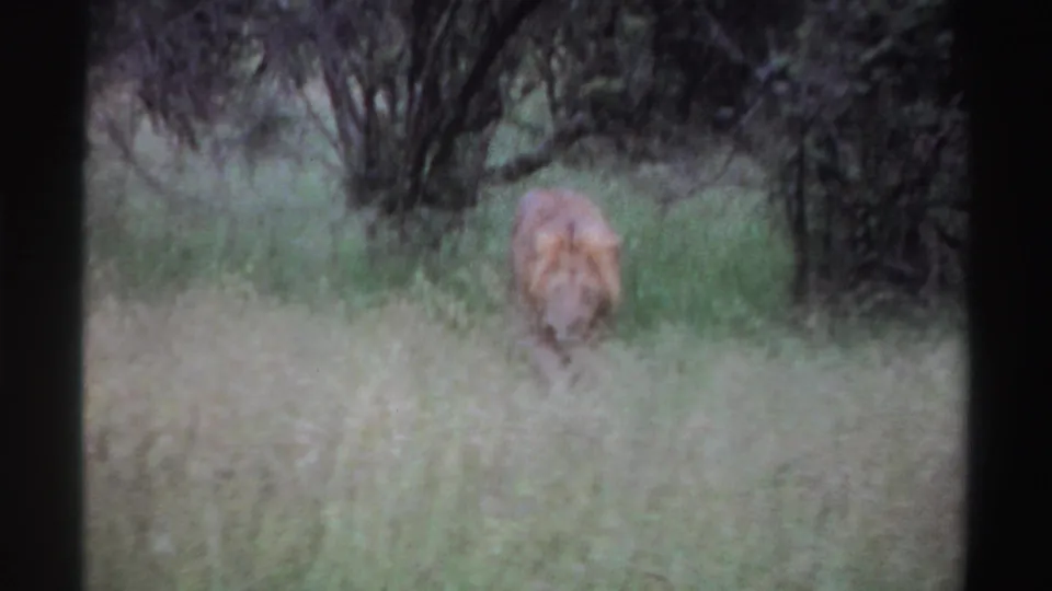 The male lion moves toward the camera through pale grass, with dark leafy trees behind it in the Nigerian wildlife scene.