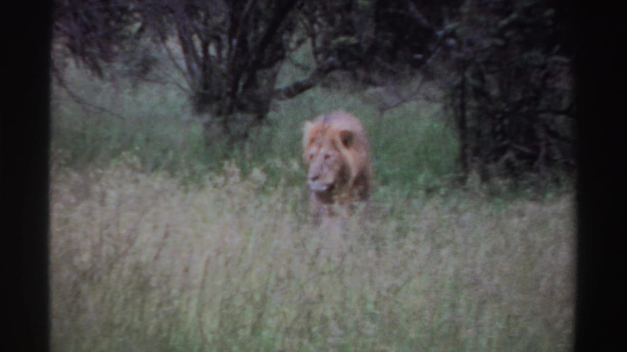 The lion is closer in frame, its head and mane visible above tall grass, with dark trees and green undergrowth in the background.
