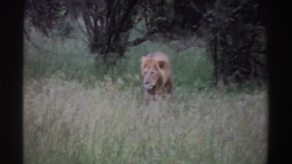 The lion is closer in frame, its head and mane visible above tall grass, with dark trees and green undergrowth in the background.