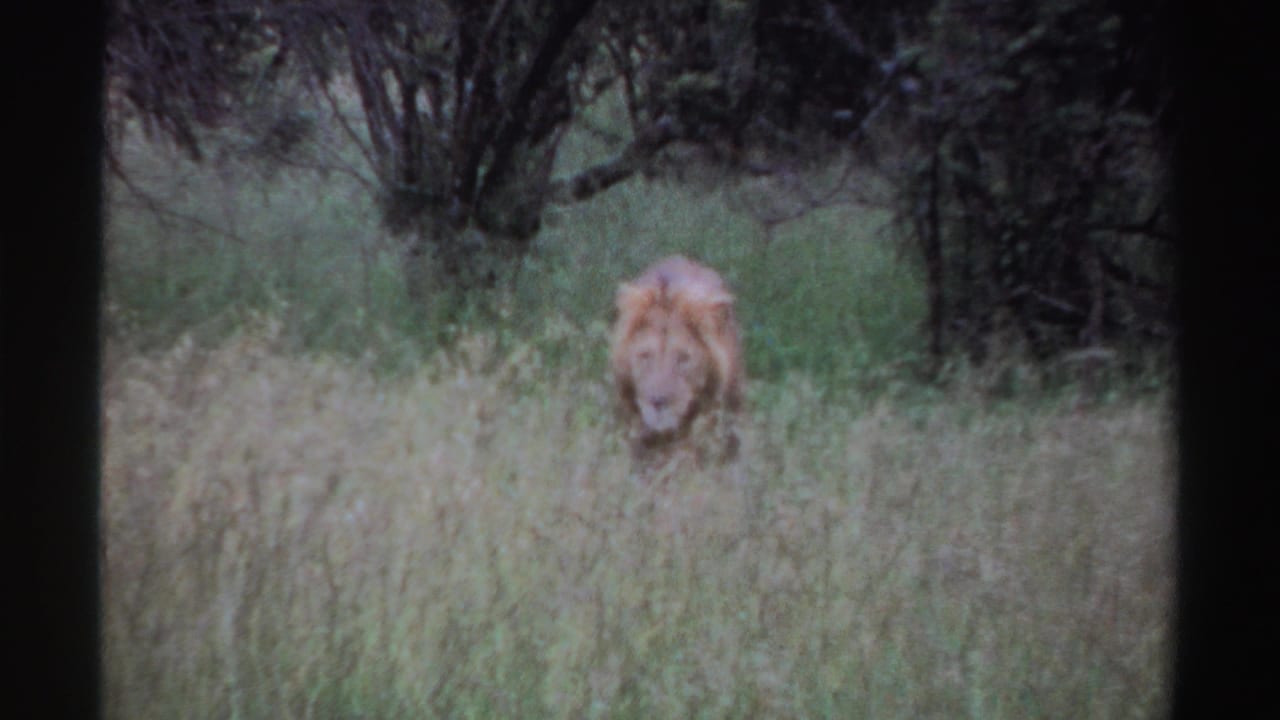 The male lion faces the camera from within tall grass, framed by green brush and shadowed trees in archival 8mm footage.