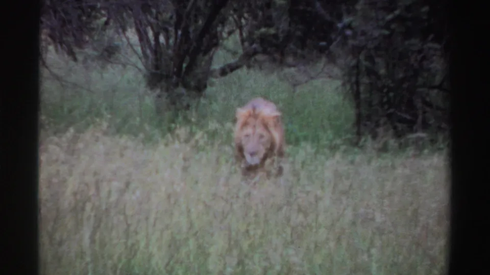 The male lion faces the camera from within tall grass, framed by green brush and shadowed trees in archival 8mm footage.
