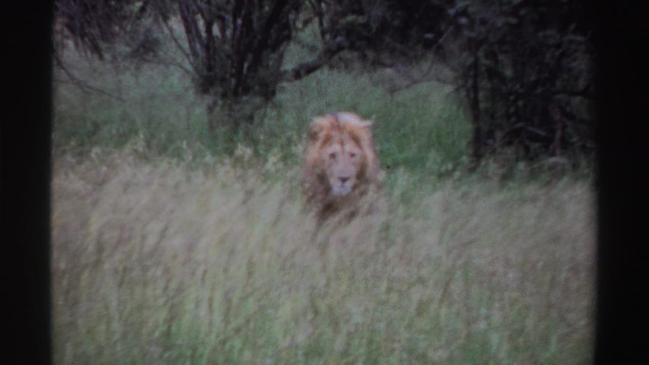 Male lion partly hidden in tall grass, facing the camera with dark bush behind.
