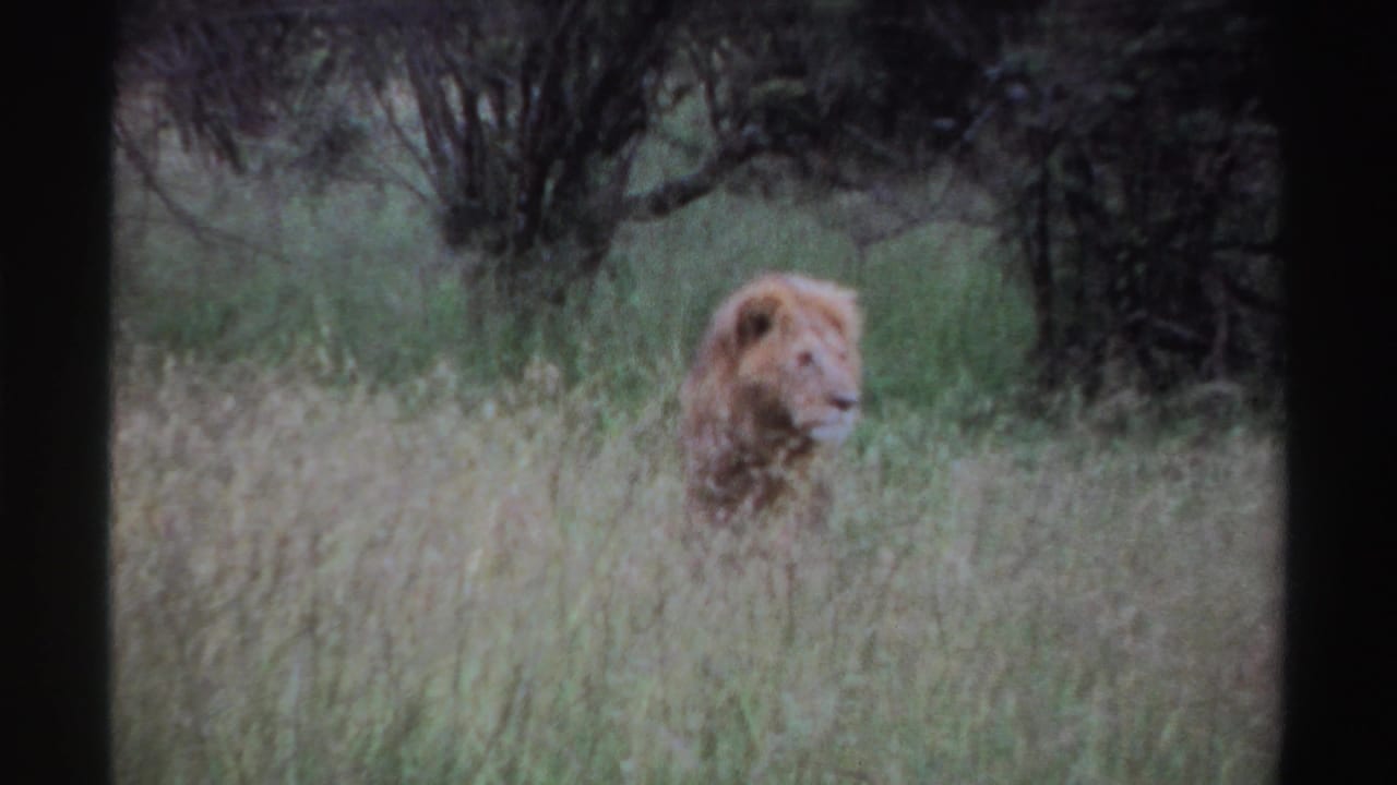 Male lion in tall grass turns its head to the side near dense brush.