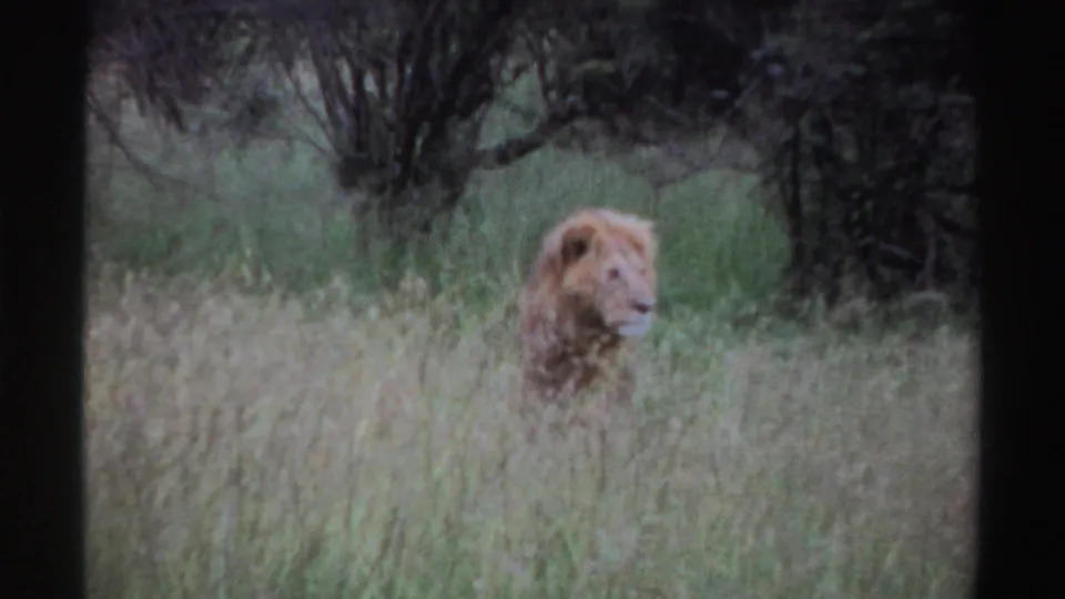 The male lion stands in tall grass in the Nigeria 1969 clip, its head turned sideways against a dark bush background.