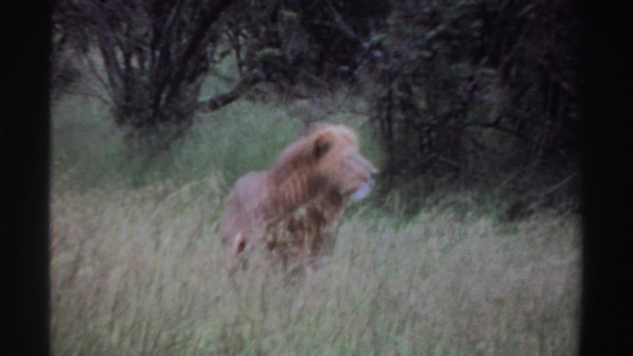 A male lion appears in profile in the tall grass, partly obscured by vegetation in the metadata-supported Nigeria 1969 footage.