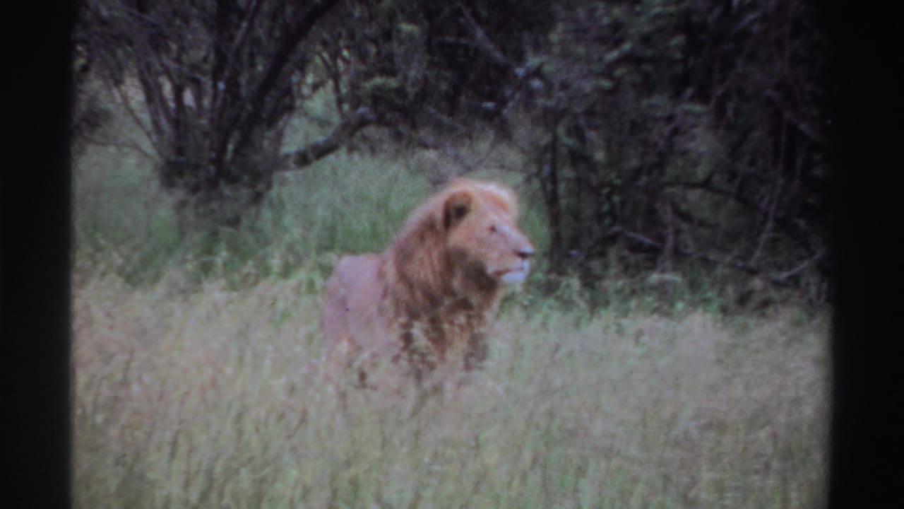 The male lion remains in profile in tall grass, looking across the frame with dark brush behind in the Nigeria 1969 8mm footage.