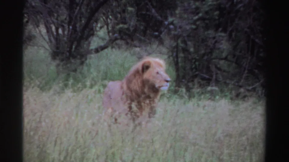 The male lion remains in profile in tall grass, looking across the frame with dark brush behind in the Nigeria 1969 8mm footage.
