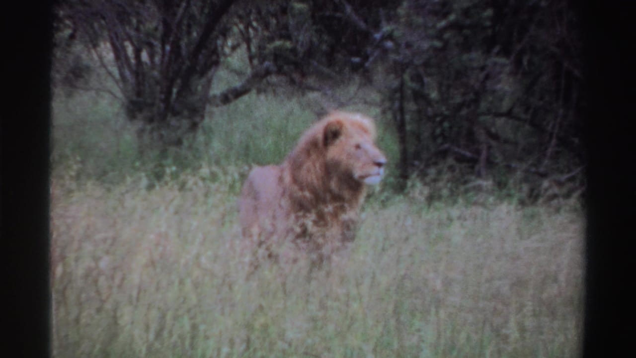 Male lion standing in tall grass near shaded trees.
