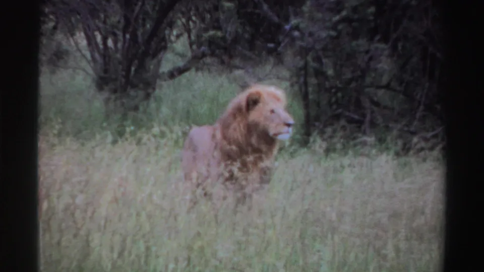 1969 Nigeria 8mm frame showing a male lion with a mane standing alert in tall grass beside dense brush and trees.