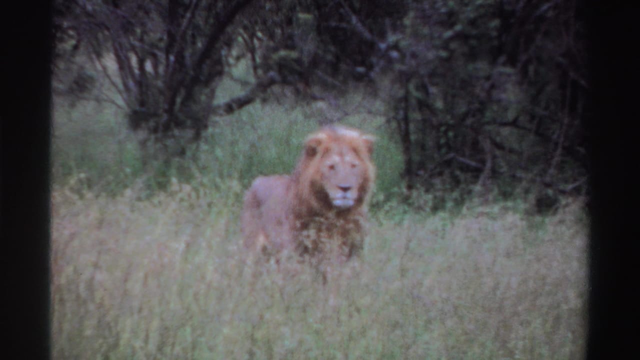 Male lion facing forward from tall grass with brush behind.