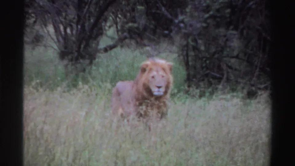1969 Nigeria 8mm frame of a male lion looking toward the camera from tall grass, with dark trees and brush in the background.