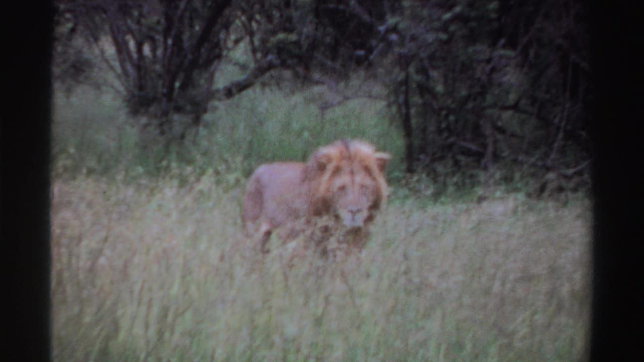 1969 Nigeria 8mm frame showing a male lion partly obscured by tall grass as it looks ahead near dense vegetation.